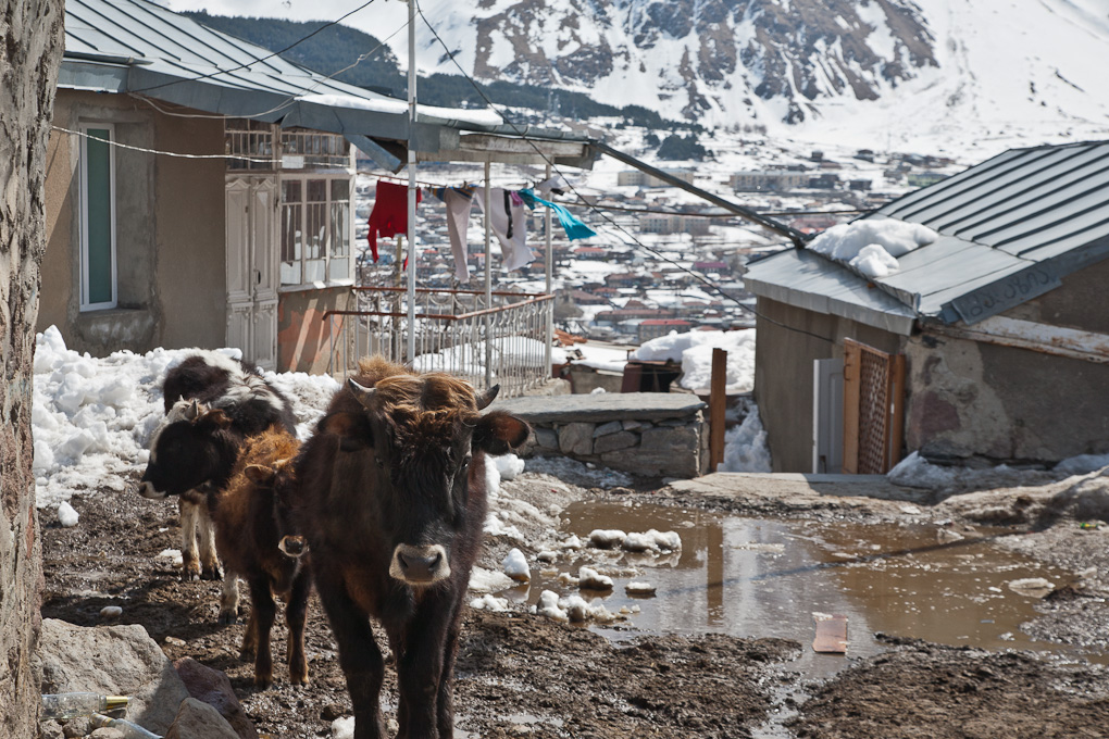 Kazbegi